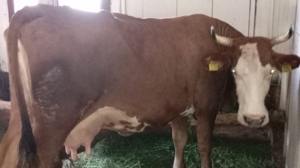 Vând vacă cu lapte și gestantă
