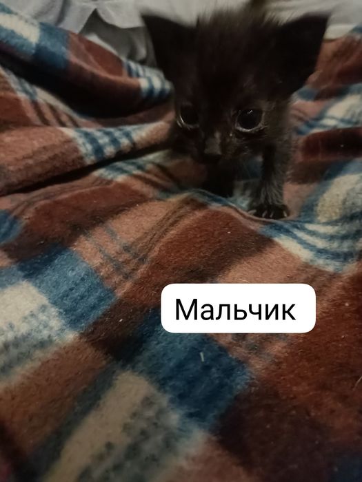 Срочно отдам котят