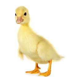 Boboci de rata pekin