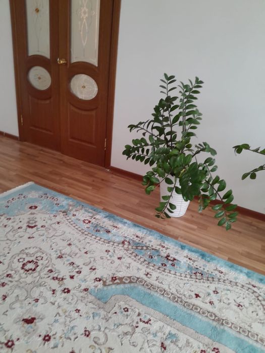Комнатные растение