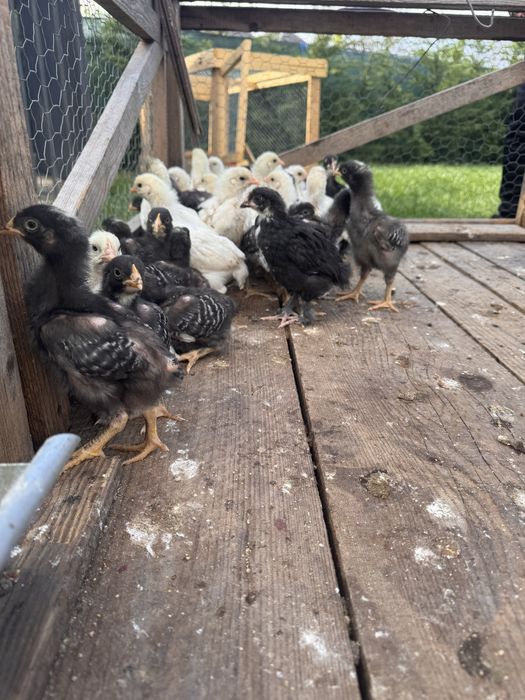 Pui australop/playmouth/marans