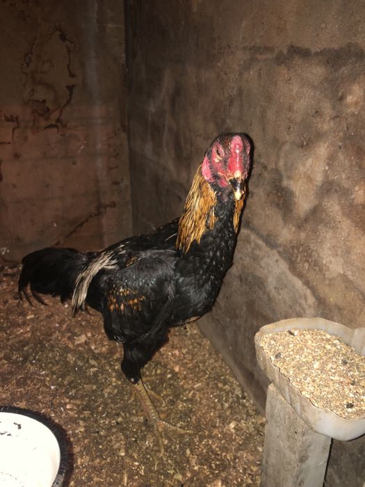 Дакан бойцовский петух