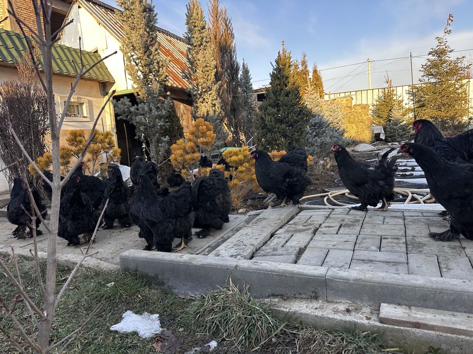 Куры брама черная