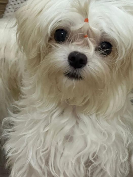 Предлагаются  щенки мальтезе