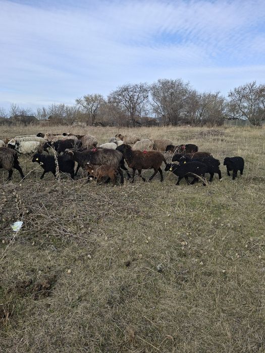 Овцы. Бараны. Қойлар.