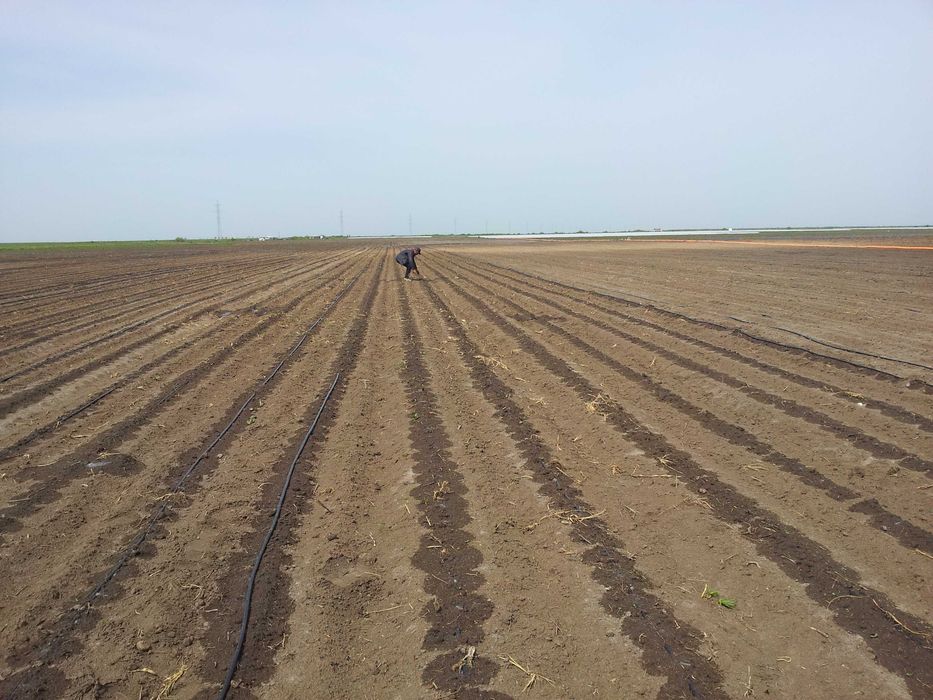 Капельное орошение