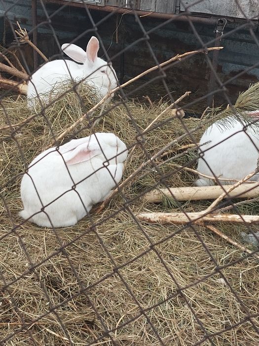 Кролихи покрытые. Находимся в ДСР