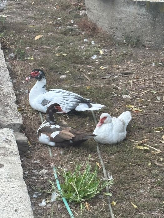 Vând doua rate și un ratoi