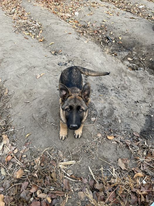 Немецкая овчарка