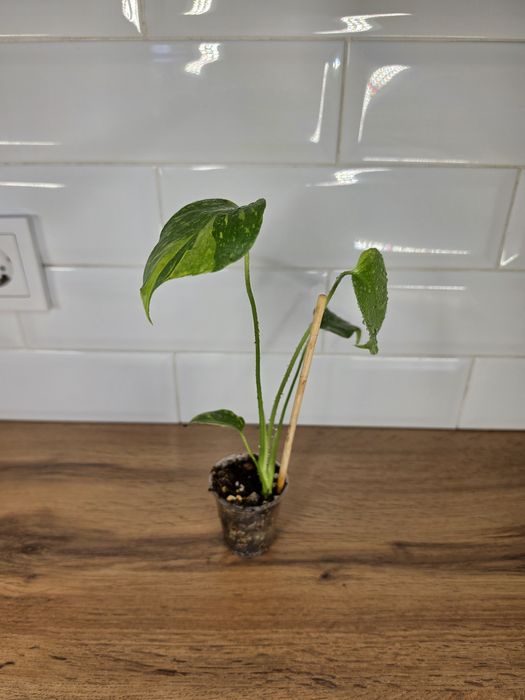Монстера Электролит Monstera Electro