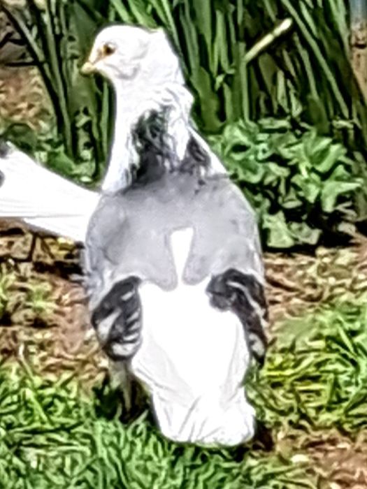 Vând sau schimb porumbei zburători i de înălțime