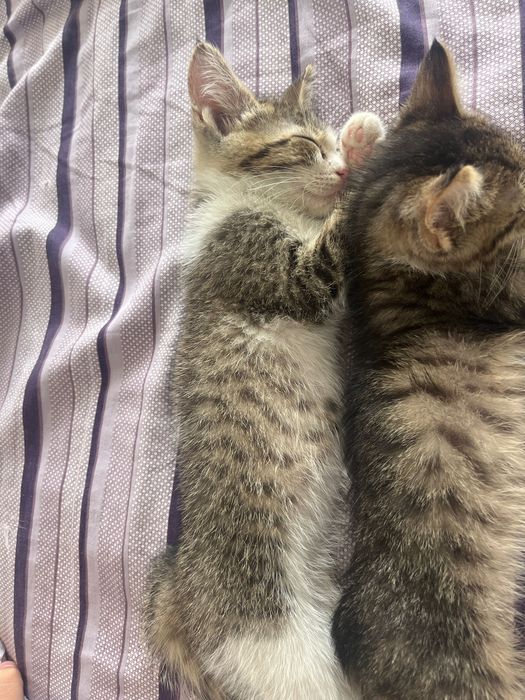 Котенок,4 недели,шустрый мальчик