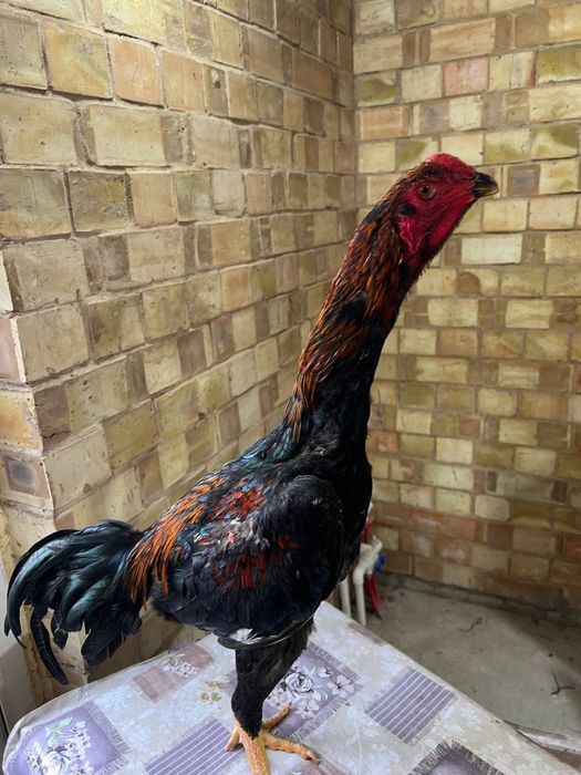 Dakan xoroz sotiladi