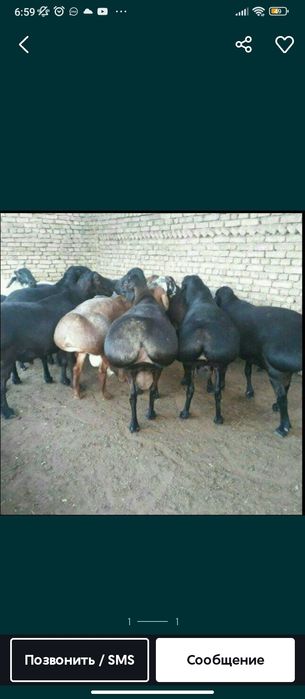 Qassob xizmati qurbonlikka qoʻy va mol soʻyish