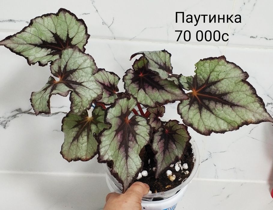 Бегонии сортовые.