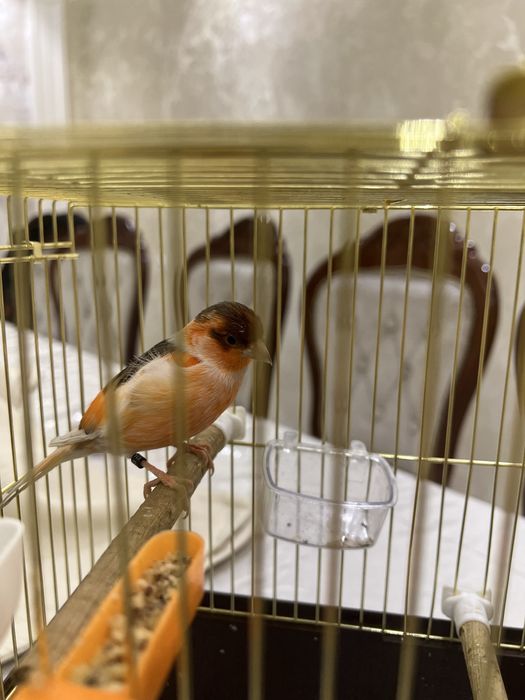 Kanareyka Nar mazayka ola cipor