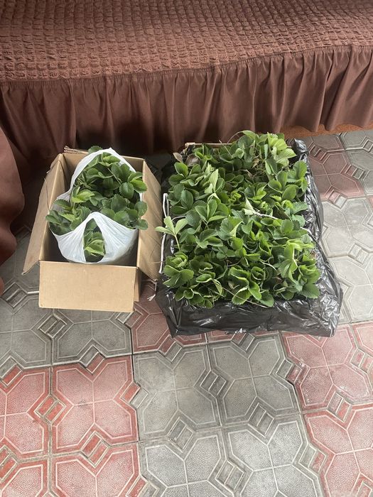 Рассада клубники