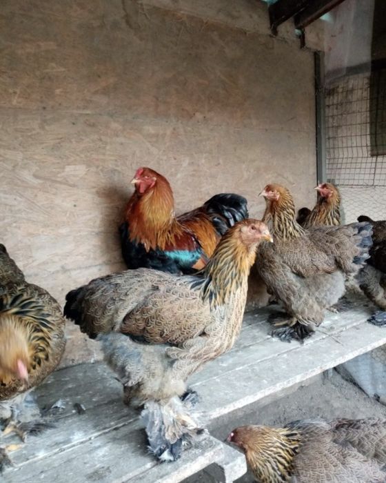 Vând ouă de incubat brahma 2026