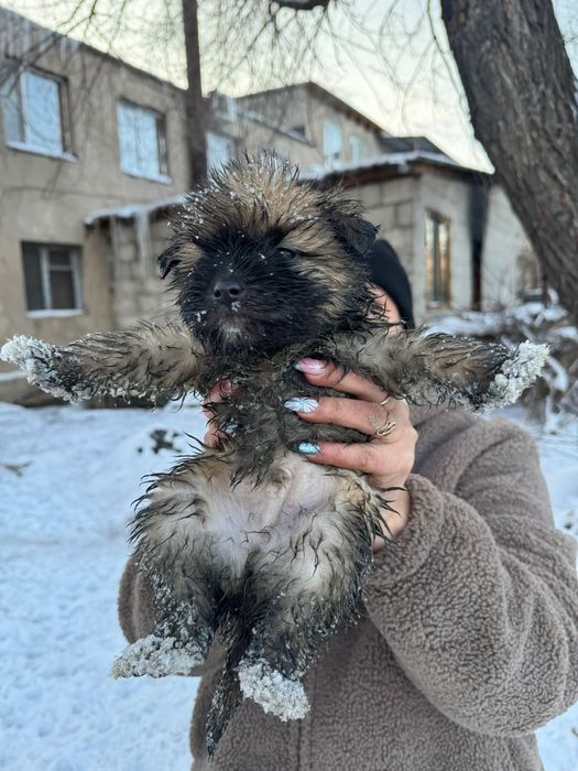 Малыши ищут дом!    .