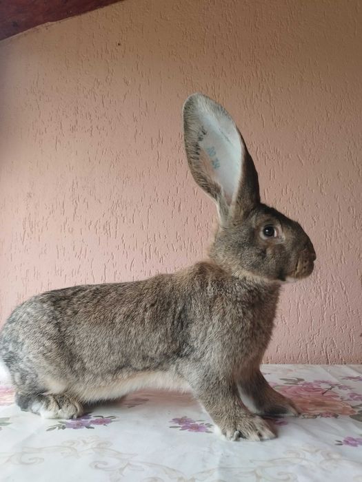 Mascul uriaș german gri