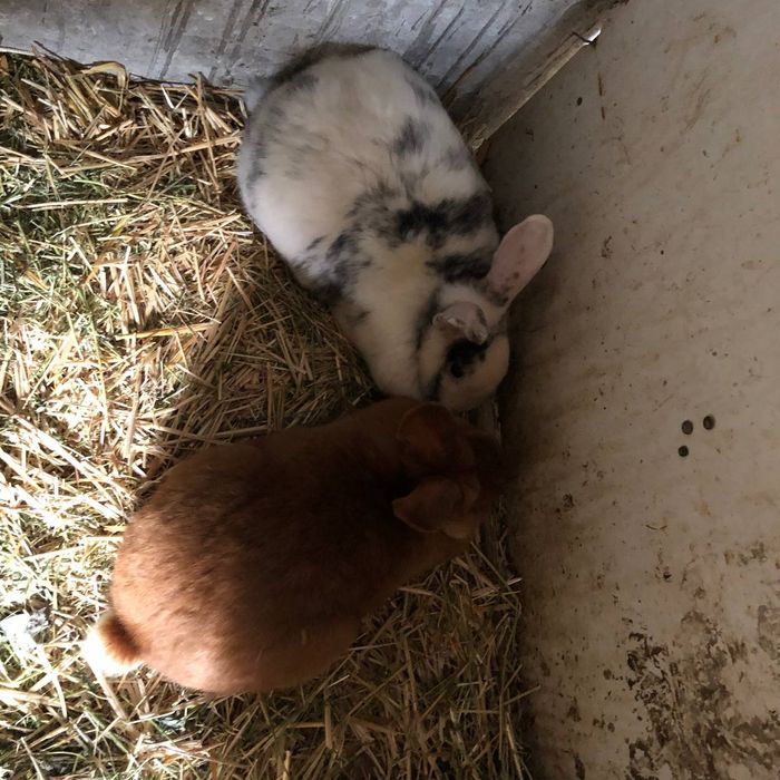 Quyonlar sotiladi satin