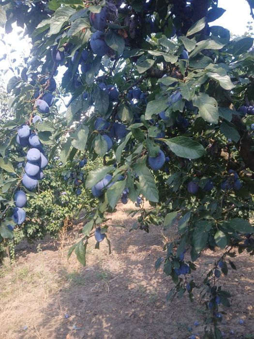 Prune Stanley si Eduard de vanzare
