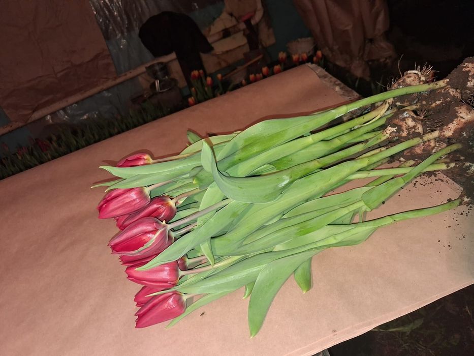 Тюльпаны высшего качество из Голандии