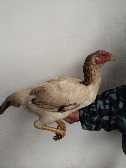 Dakan tovu horozga botrvoti rosa qattiq kaltegi bor toza narsa