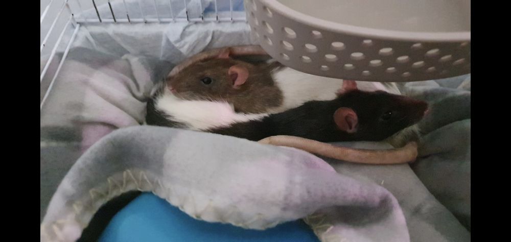 Sobolani Rex Black Hooded masculi tineri