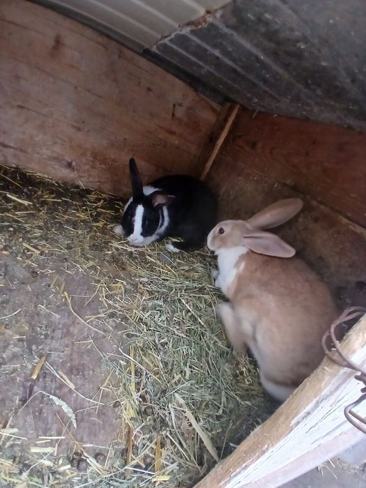 De vânzare hycole francez