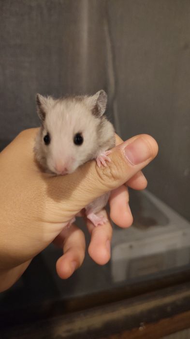 Hamster sirian de vanzare