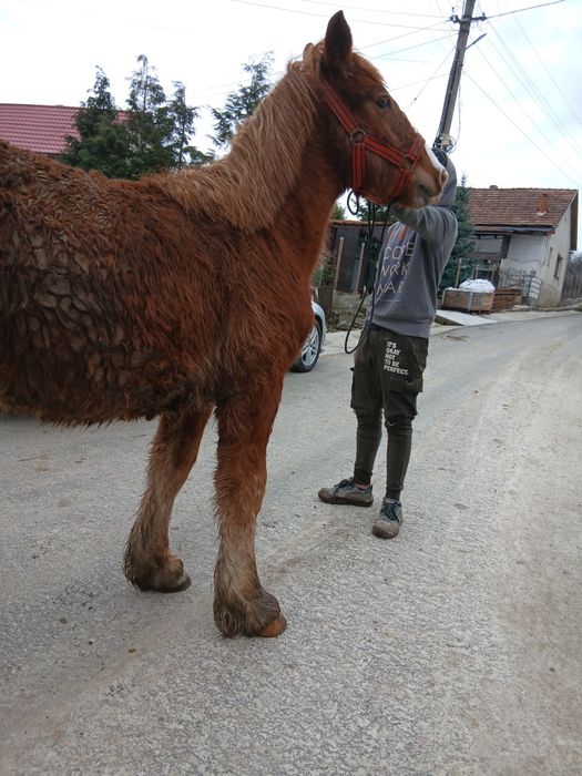 De vanzare manz de 8 luni