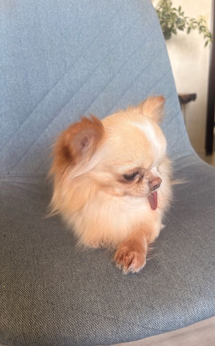 Чихуахуа   момче