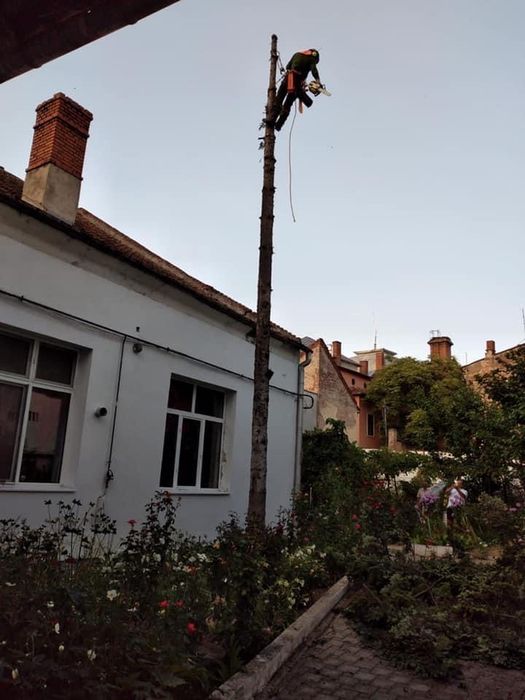 Arborist, Alpinist utilitar in arbori/copaci,taieri arbori/pomi/copaci