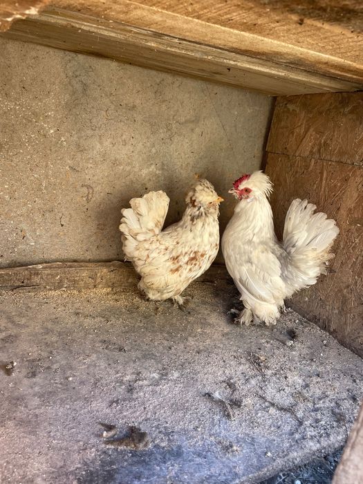 Струмски стандарт,бантам и копринки