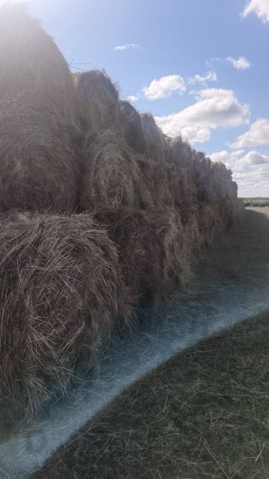 Продам сено.           .