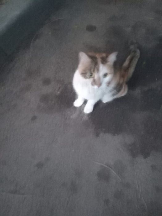 Ищем хозяина! Отдам кошку!