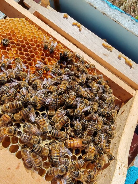 Vând mătci, regine