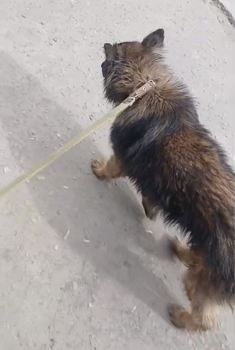 Пристраивается пёс