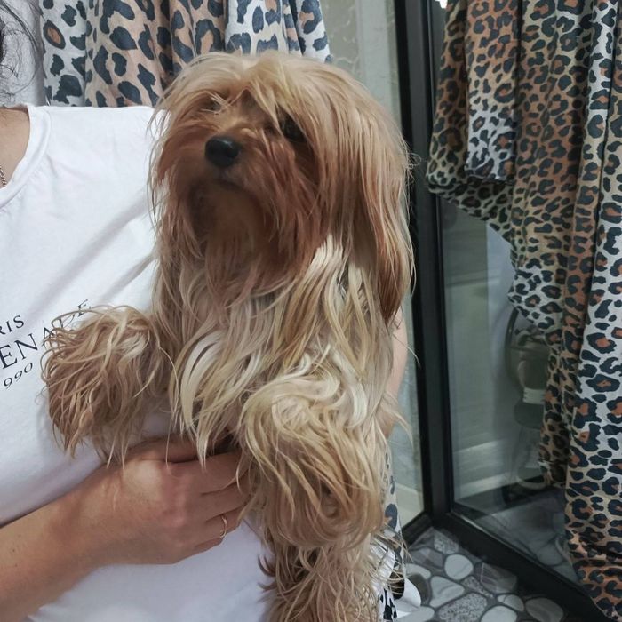 Стрижка мелких пород собак,грумер на дому