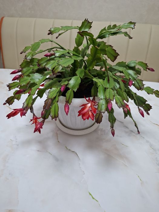 Продам комнатный цветок декабрист