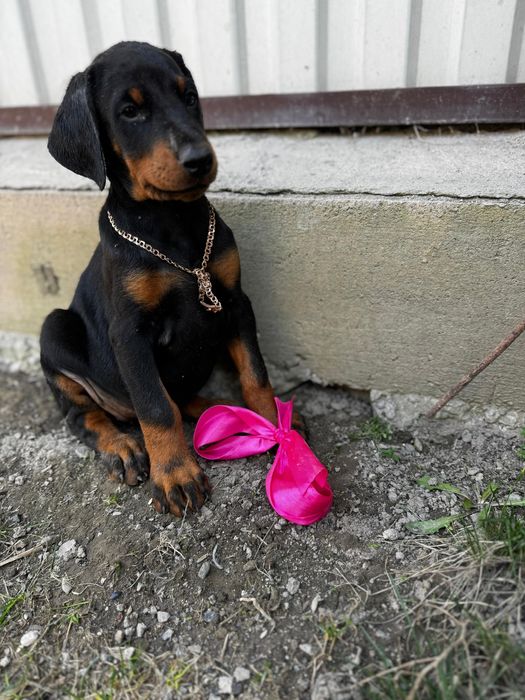 Срочно! Щенки добермана