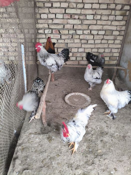 Xoʻrozlar sotiladi.