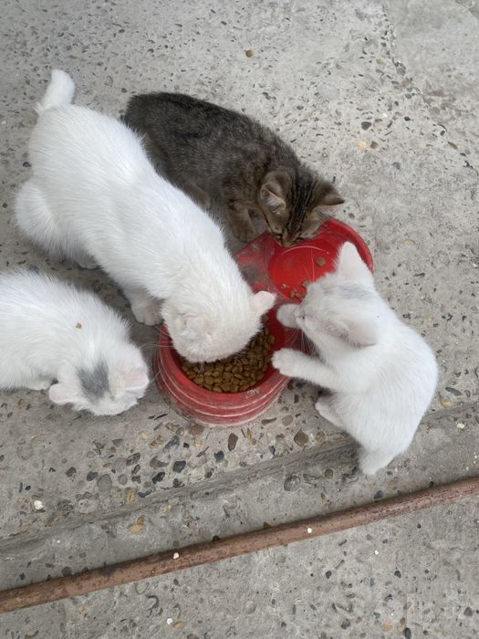 Кошки , красивый , отдам в добрый руки