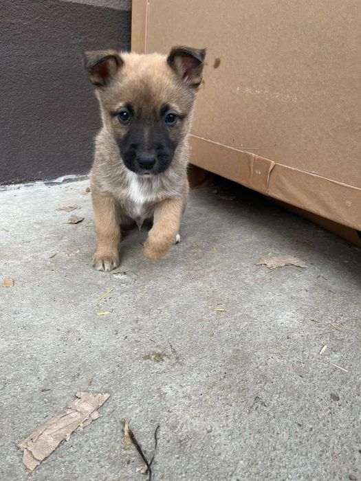 Кученца Белгийска овчарка Малиноа