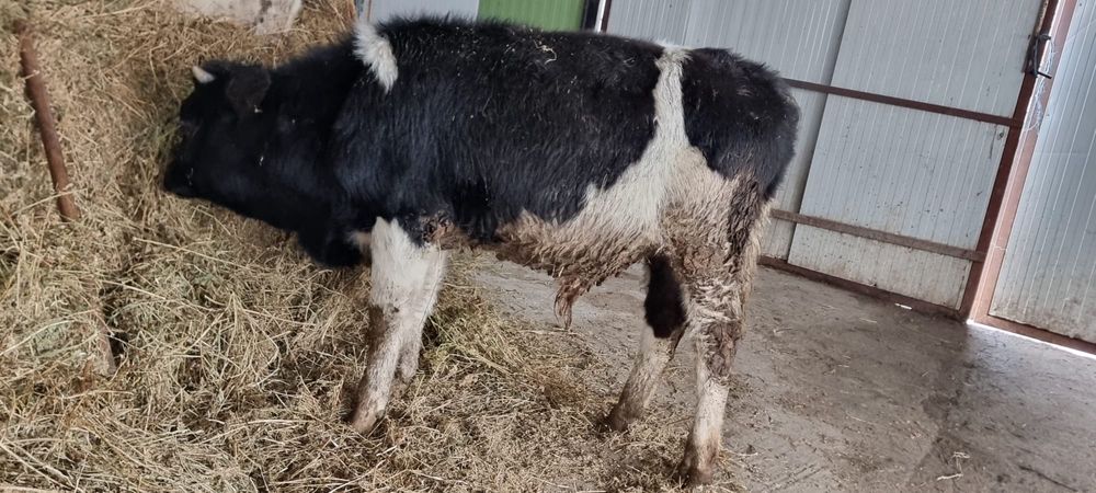 Taurasi si Vitele de crescut