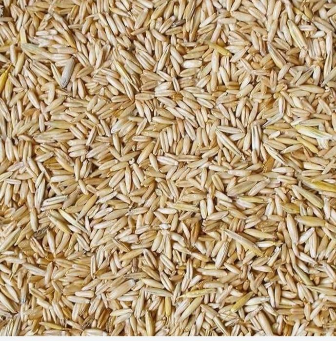 Ovaz de vanzare an 2025