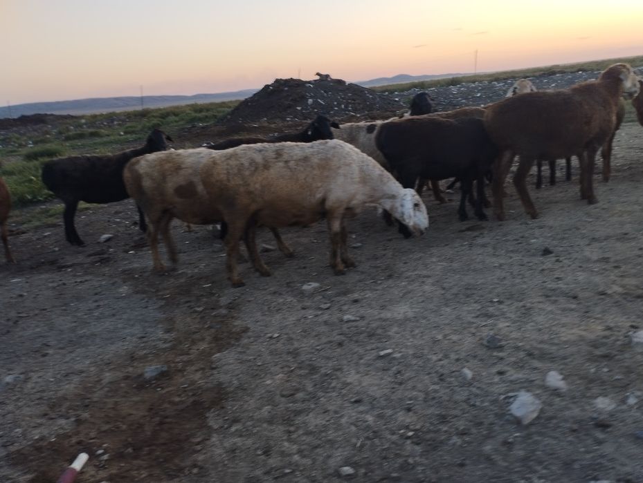 Қой сатаммалдануға немесе сойуғада келеді!