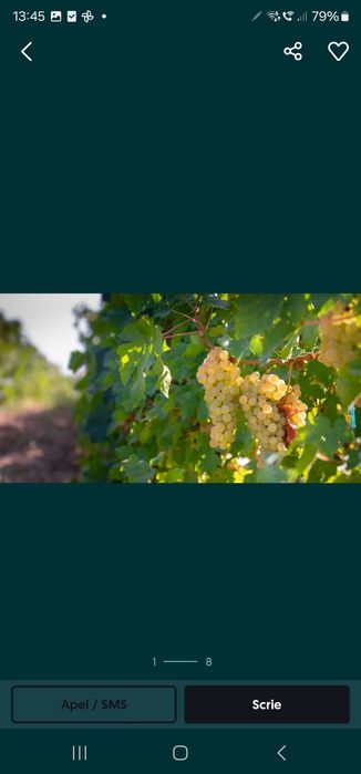 Vand struguri pentru vin si must