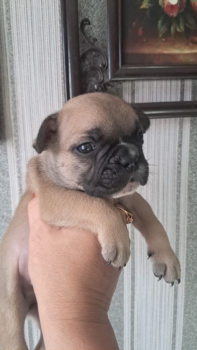 Французский бульдог мальчики